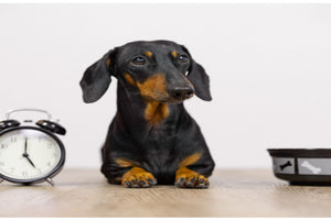 Tick Tok — How Does Your Dog Know What Time It Is?