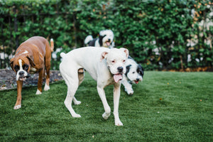 Why You Should Adopt, Not Shop and Feed Your Pup Wag Tantrum Dog Food