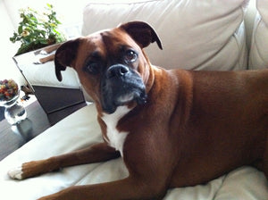 Thanksgiving Dog Safety