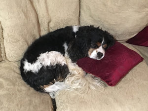 Wag Tantrum and COVID-19