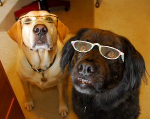 Oh, No! My Dog Ate The Antifreeze!
