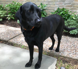 Pets Can Pick Up Harmful Pesticides
