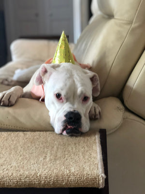 Destin joins Wag Tantrum