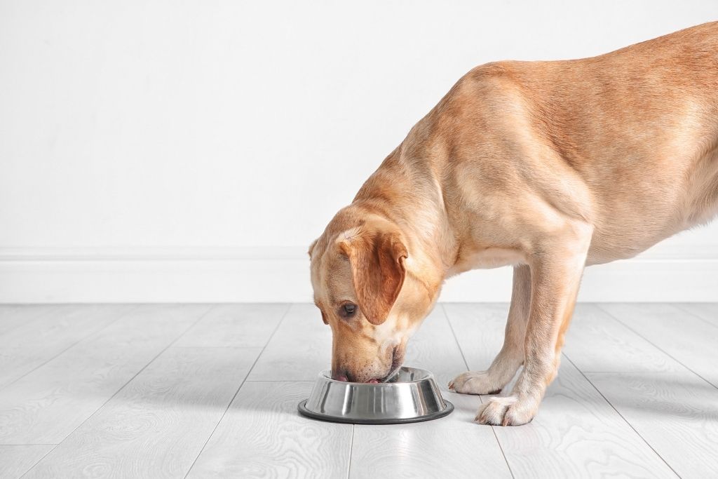 Picture of The Most Common Canine Health Problems Related to Diet – Wag Tantrum