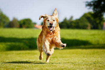 Important Dietary Considerations for Senior Dogs
