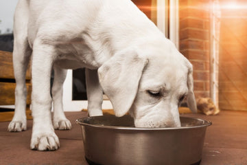 Why Protein Is So Important in Your Dog's Diet