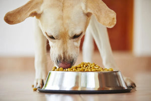 Let's Talk Pesticides & Dogs