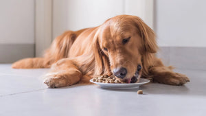 Preservatives In Dog Food