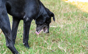 Why is My Dog Vomiting?