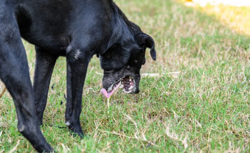 Why is My Dog Vomiting? Wag Tantrum