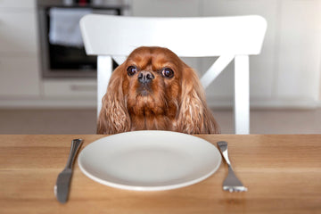 5 Facts About Fresh Beef Dog Food