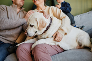 Should I Get A Dog? What Dog Food Experts Say