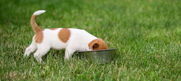 Organic Fresh Dog Food: Why It Matters