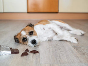 My Dog Has Cancer : What Do I Do Now?