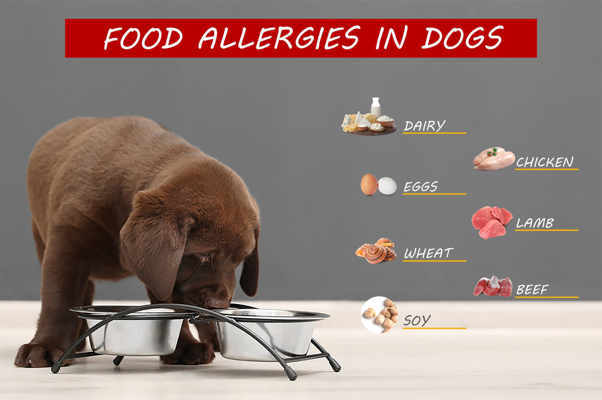 Illustration of Epilepsy In Dogs Food Sensitivity
