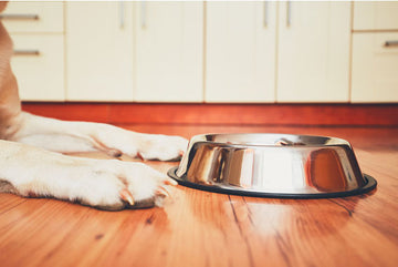 Do Dogs Need Gluten-Free Dog Food?