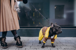 Fabulous Fall Foods For Fido