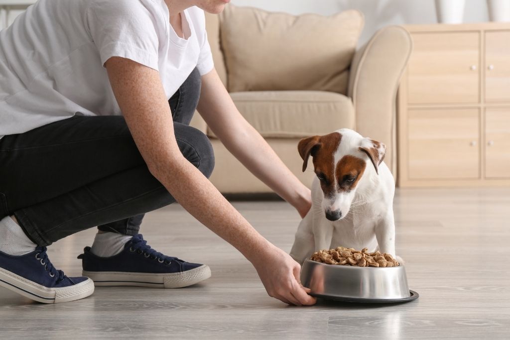 4 Reasons Your Dog Is a Picky Eater & What To Do About It – Wag Tantrum