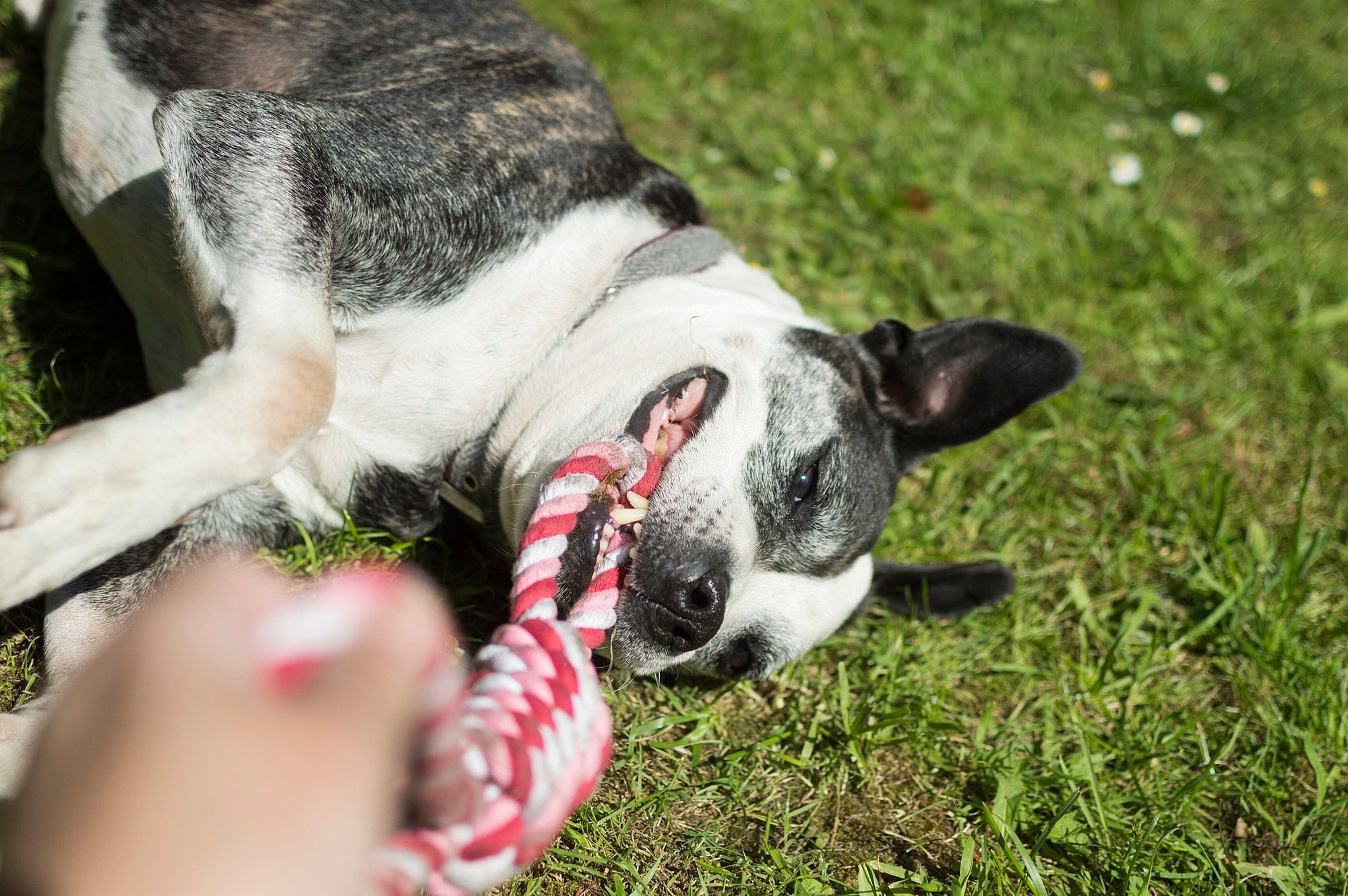 Wholesome Dog Food Exercise 3 Other Dog Health Tips Wag Tantrum