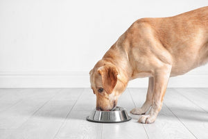 The Most Common Canine Health Problems Related to Diet