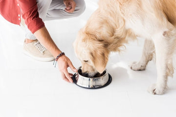 What Is the Definition of Human-Grade Dog Food?