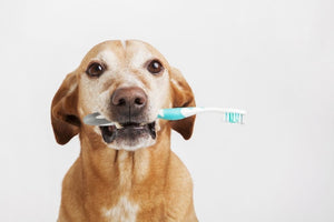 How Your Dog's Diet Can Impact Their Dental Health