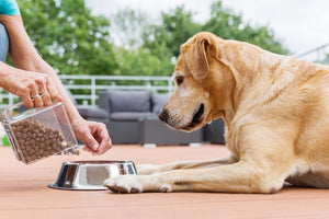 6 Tips for Choosing the Perfect Dog Food