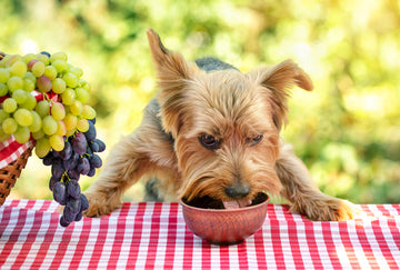 Human-Grade Dog Food: 5 Reasons To Make The Switch