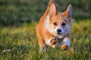 Keeping Dogs Fit: Heart-Healthy Dog Food & More