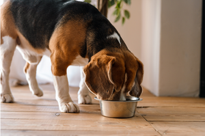Fresh Dog Food Delivery: Easy, Healthy & Dog-Approved