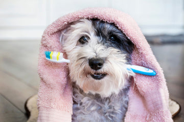 Dental Health for Your Pup