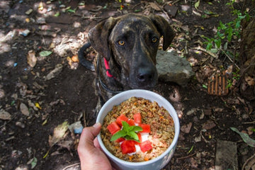The Advantages of Using a Dog Food Delivery Service
