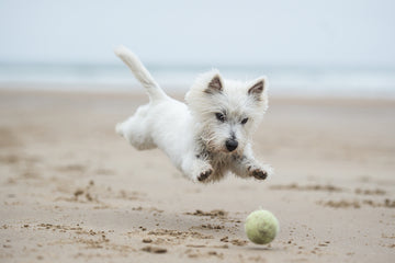 Life’s A Beach! The Ultimate Guide To Taking Your Dog To The Beach!